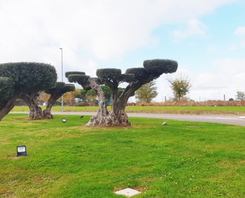 Poda de árboles en jardines