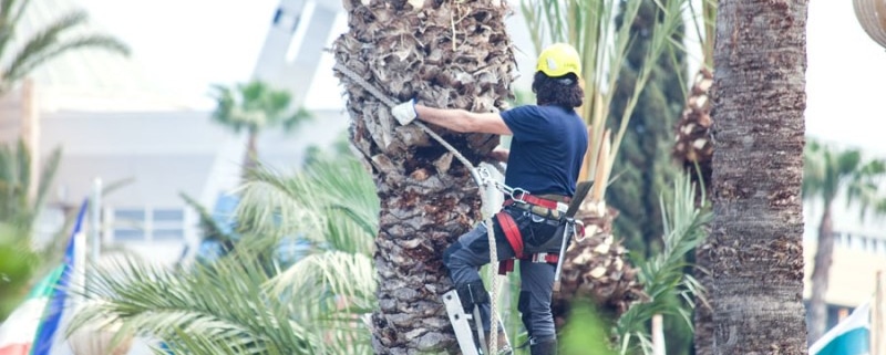 poda de palmeras