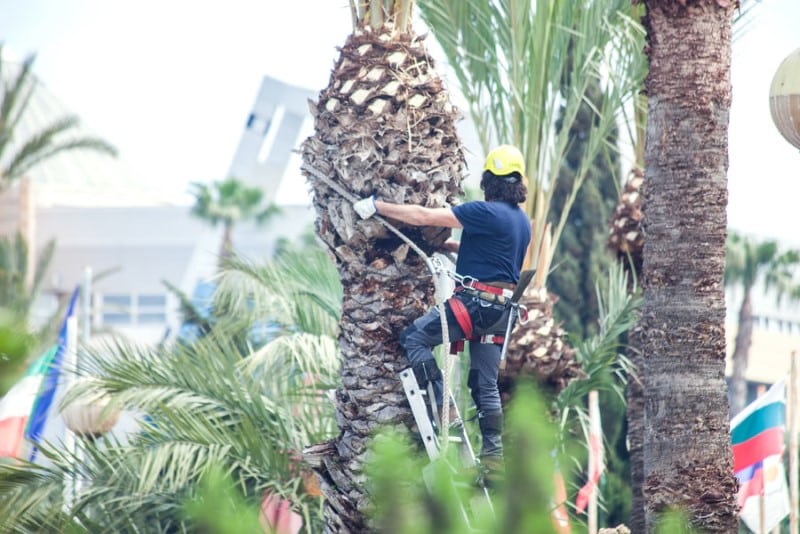 poda de palmeras