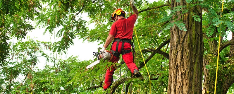 cuando-podar-los-arboles