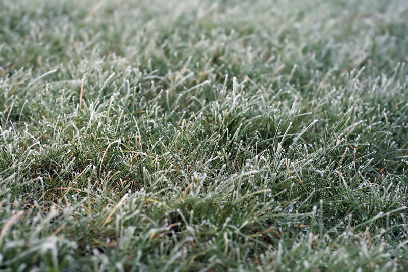 cuidar-el-cesped-en-invierno