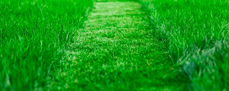 cuidar-el-cesped-en-primavera
