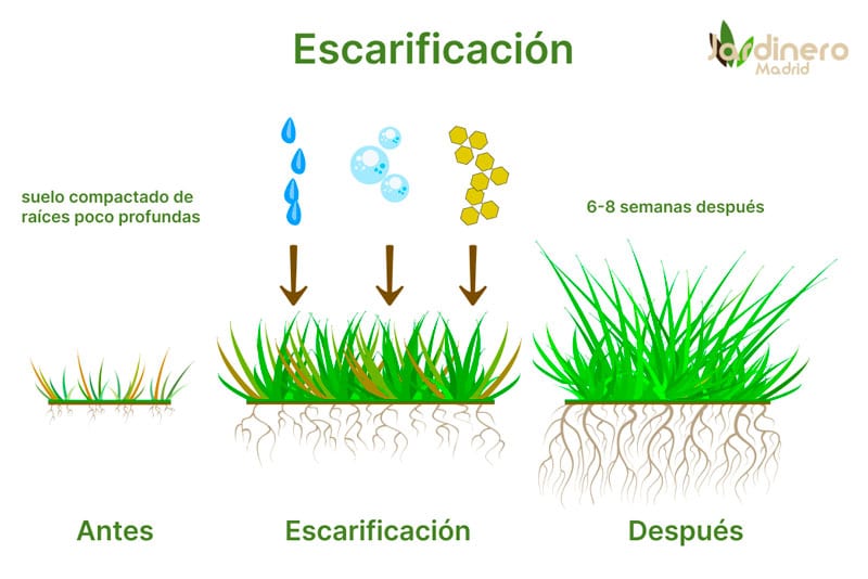 beneficios escarificar la hierba