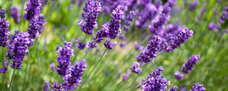 como cuidar la lavanda