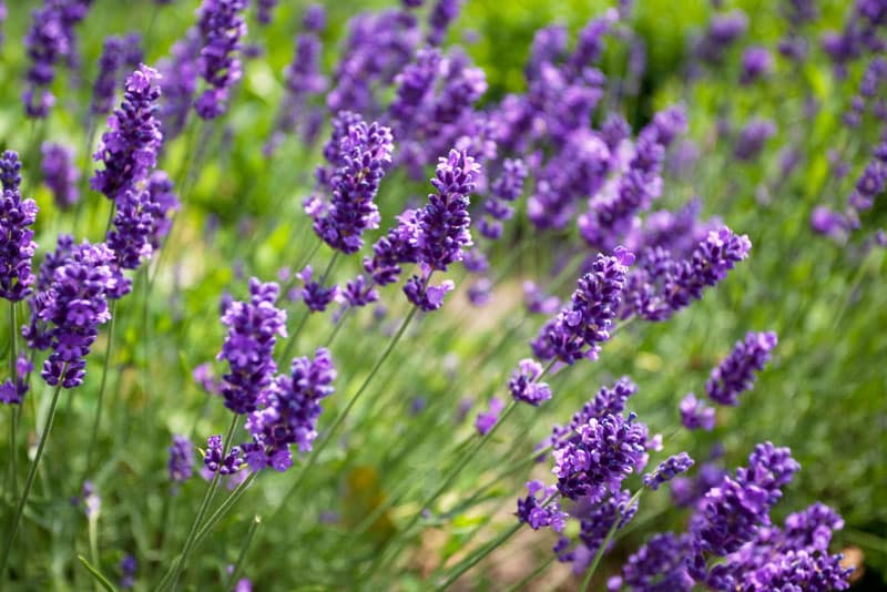 como cuidar la lavanda