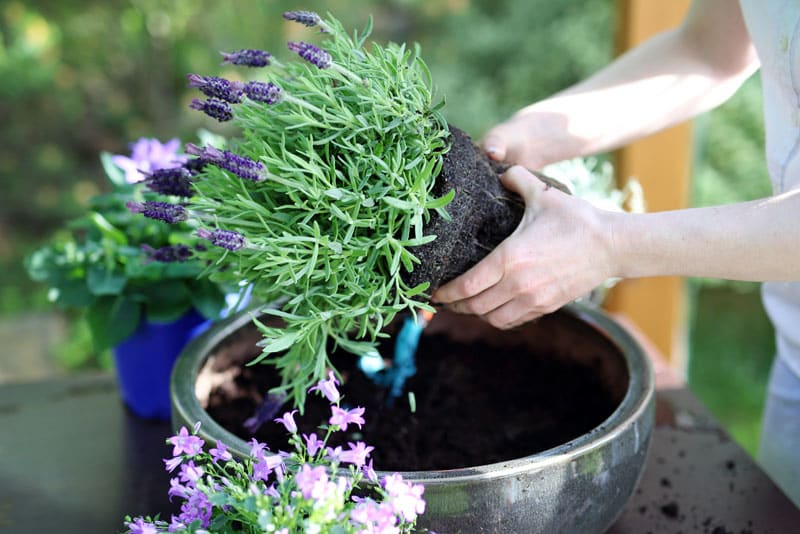 transplantar la lavanda